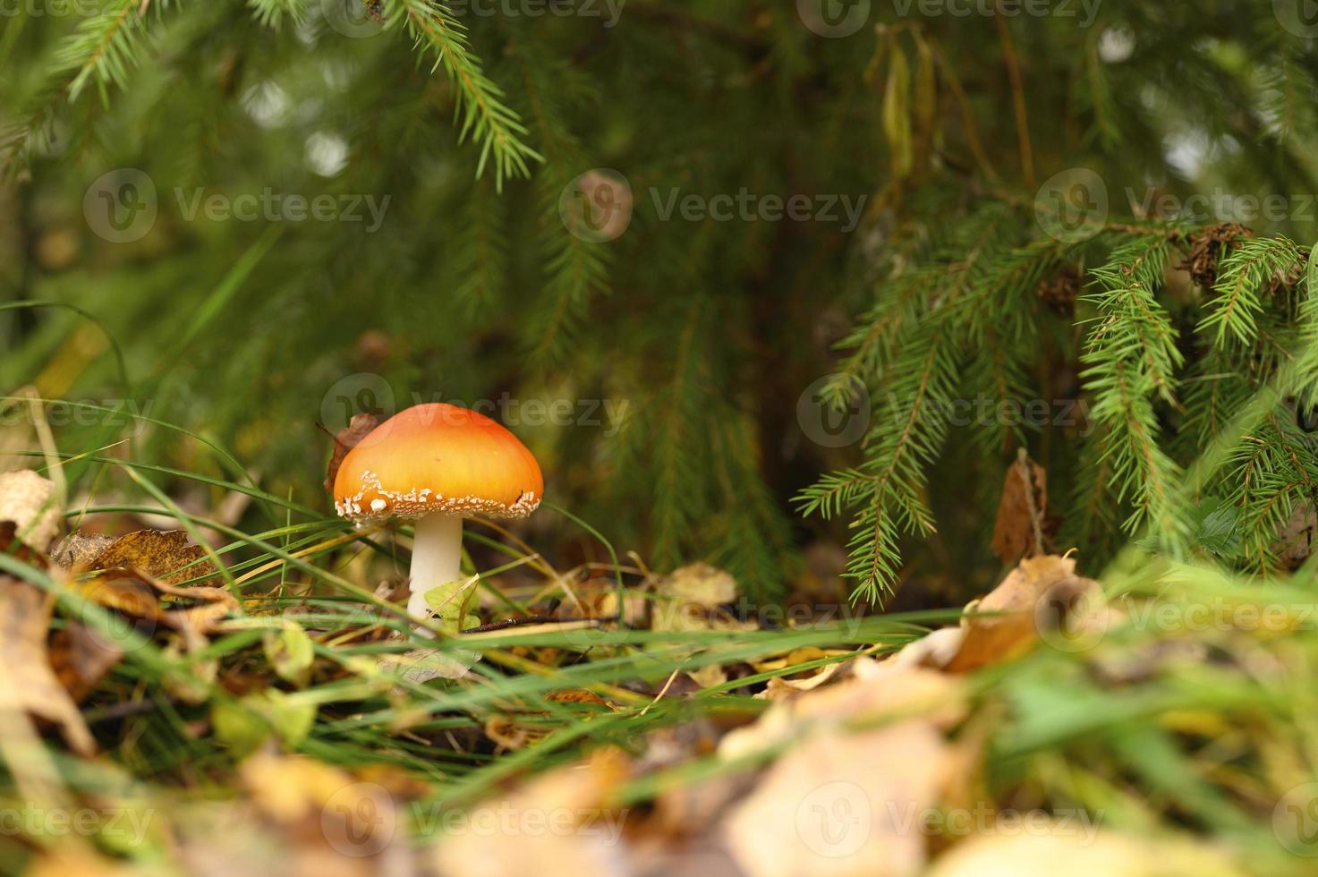 höst svamp flugsvamp amanita muscaria alternativ medicin foto