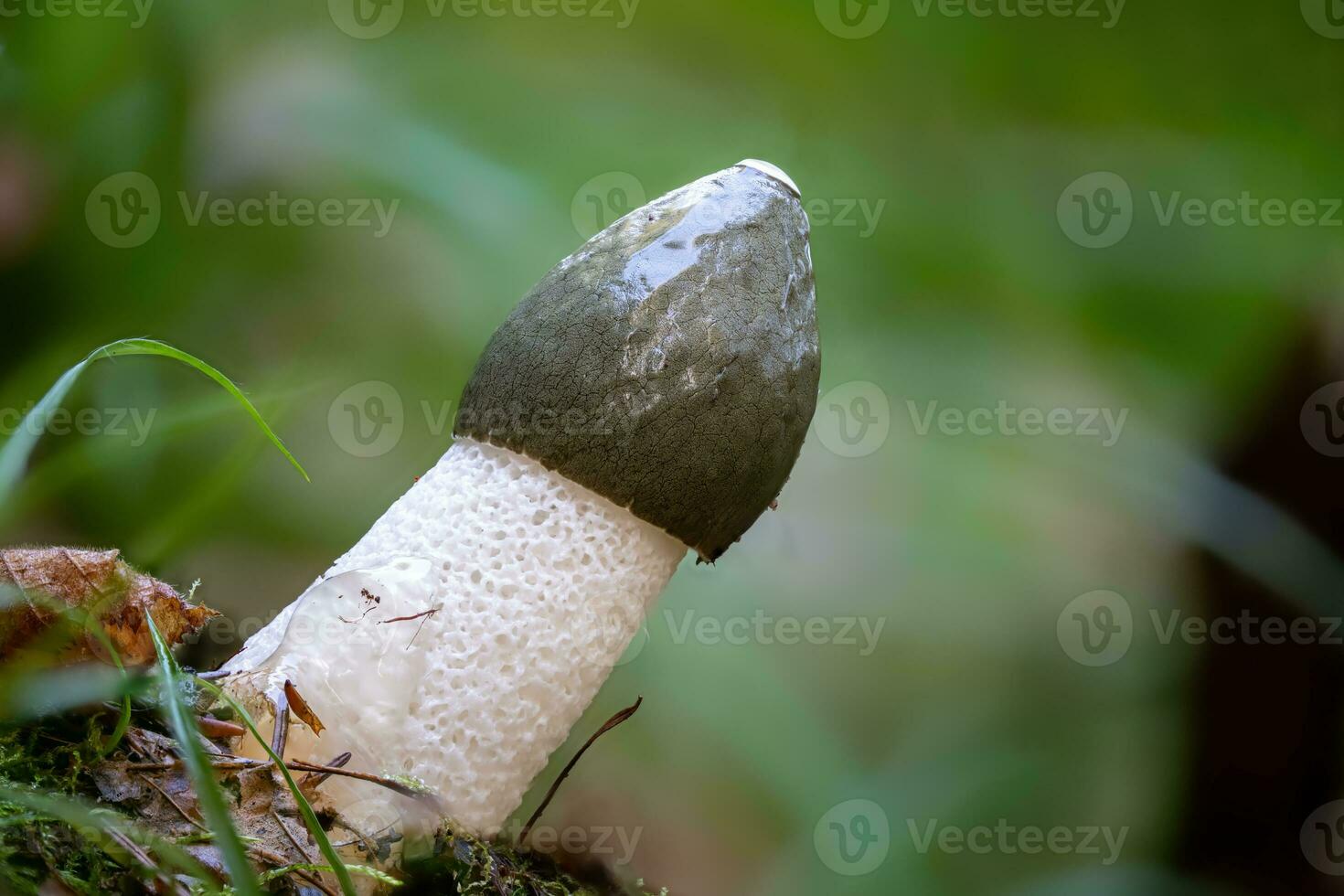 detaljerad se av en stinkhorn mot en suddig bakgrund foto