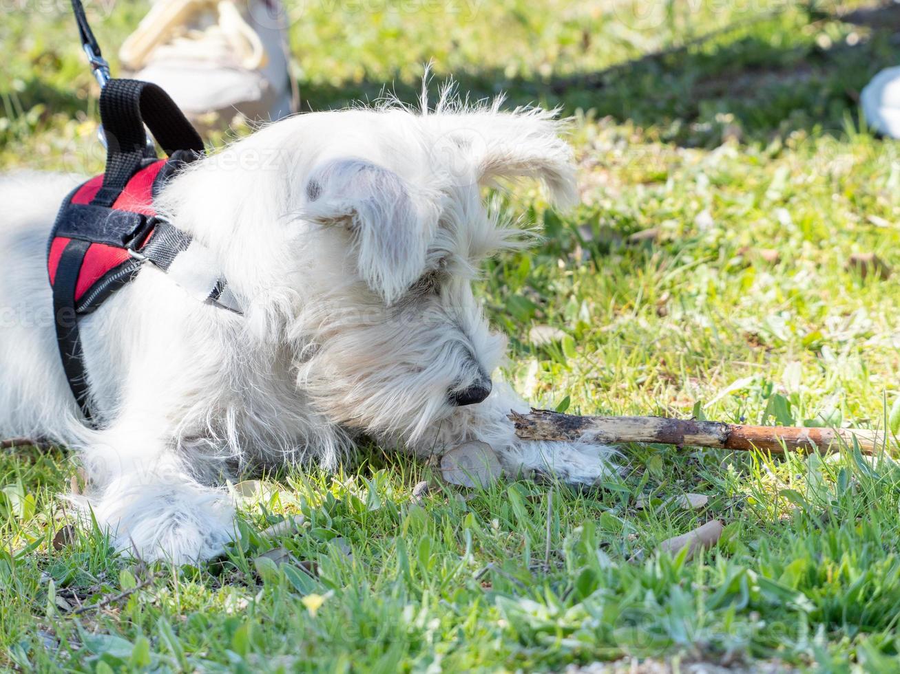 vit schnauzer valp tittar noga på en myra på marken. foto