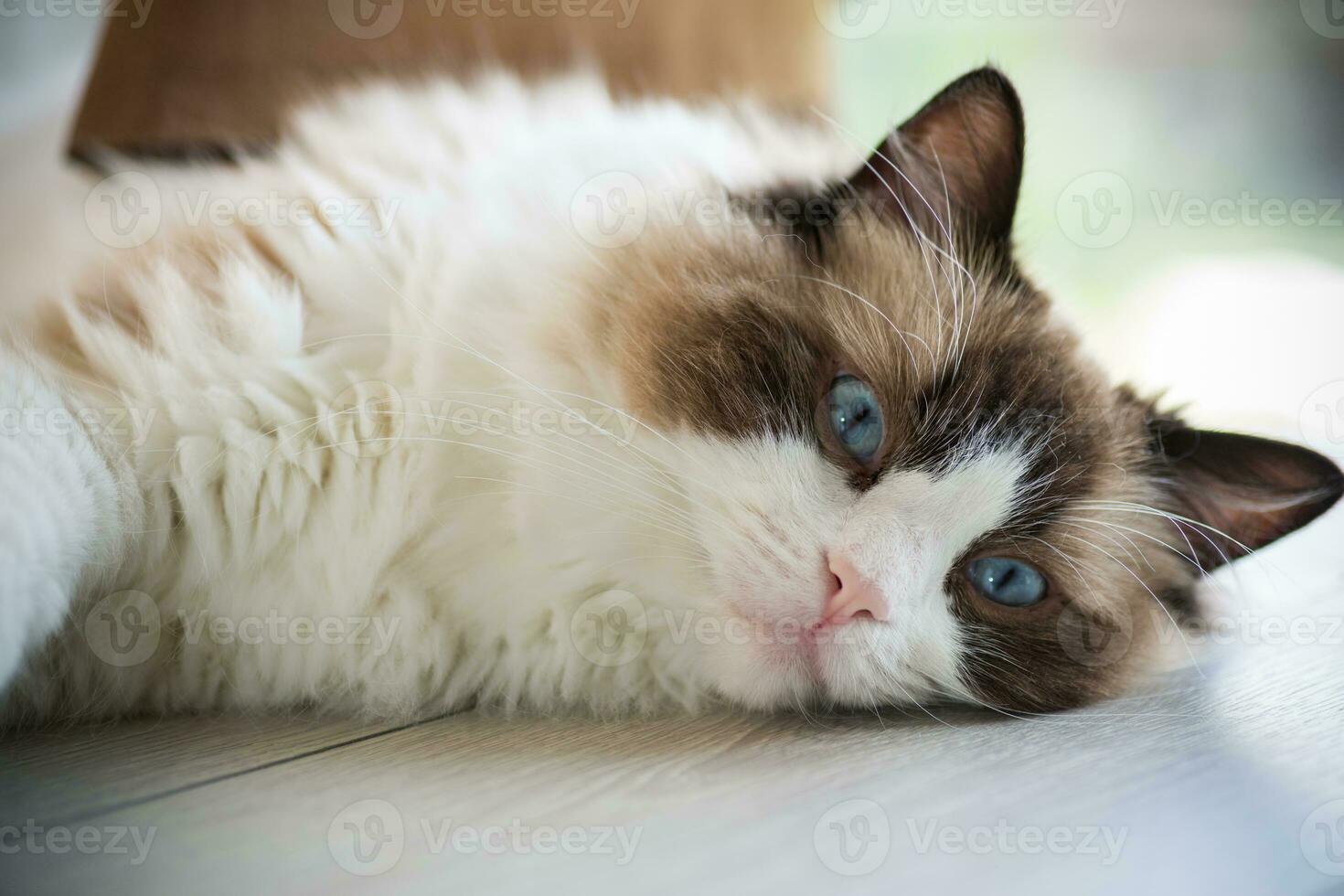 skön ung vit renrasig ragdoll katt med blå ögon. foto