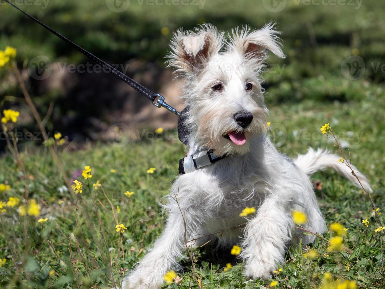 schnauzer valp i vitt, tittar noga på de gula blommorna foto