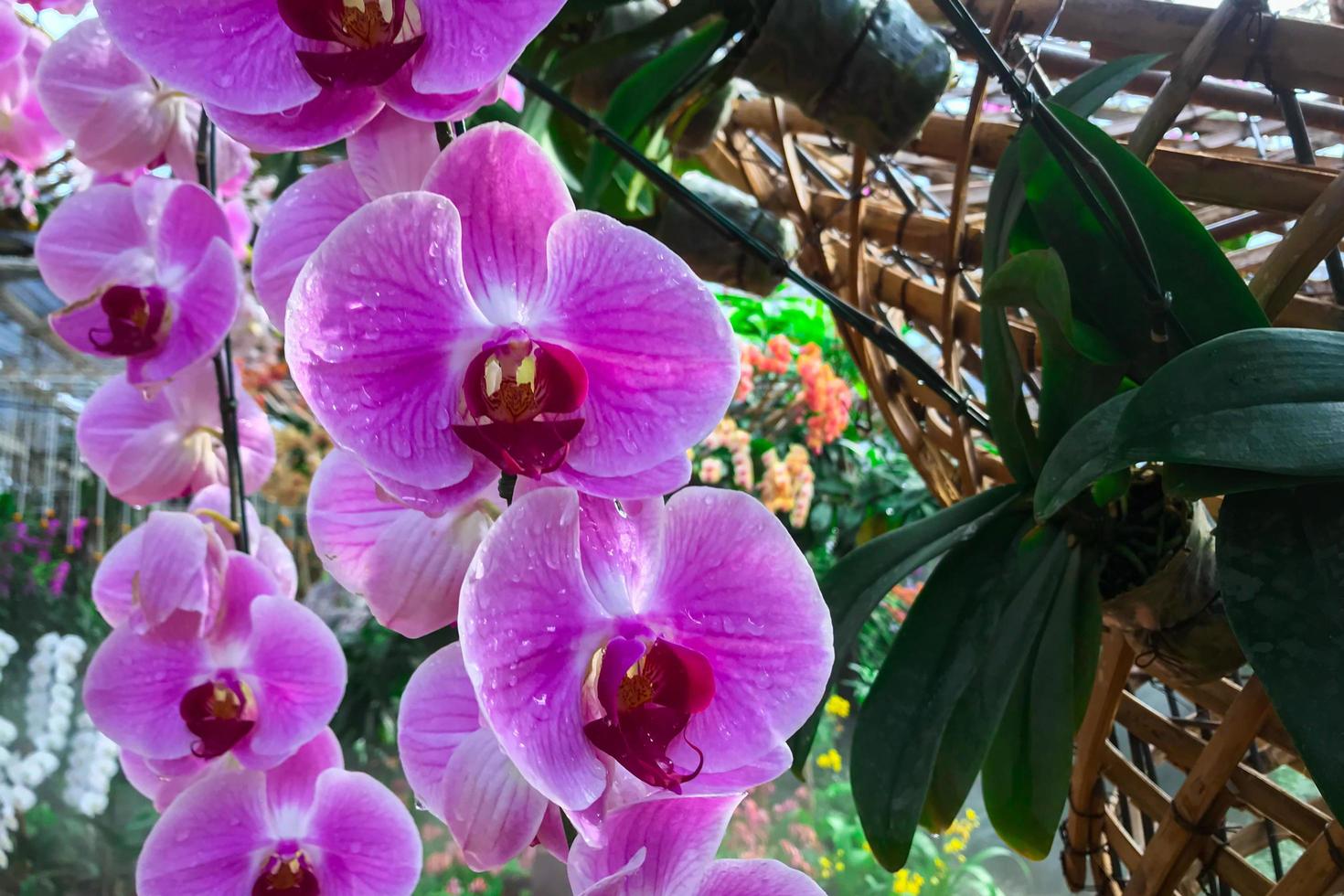 orkidé blomma i trädgården på vintern phalaenopsis orkidé foto