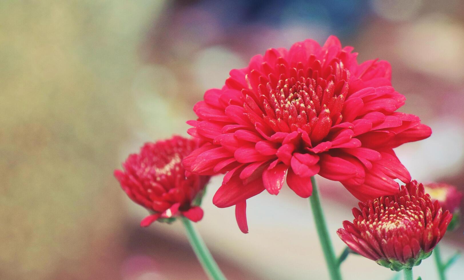 tre röda blommor i en bokeh -bakgrund foto