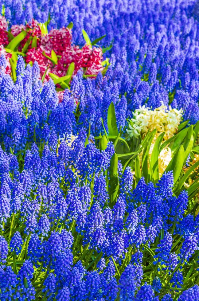 blå klockblommor druva hyacintgula tulpaner keukenhof nederländerna. foto