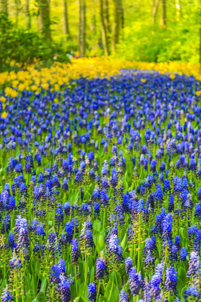 blå klockblommor druva hyacintgula tulpaner keukenhof nederländerna. foto