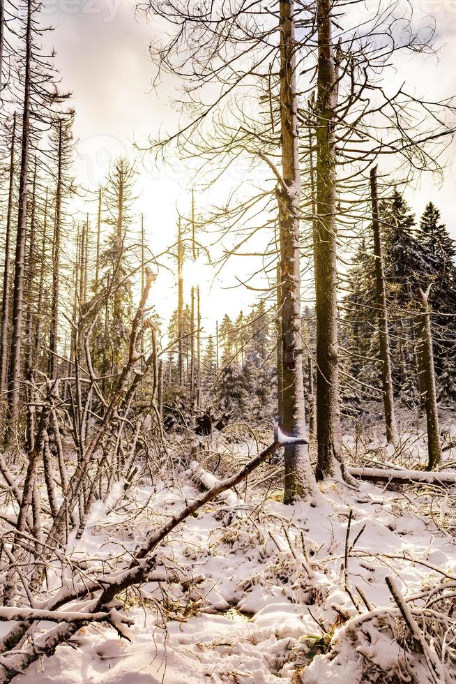 solsken vid döende skog snöat i landskapet brocken harz tyskland foto