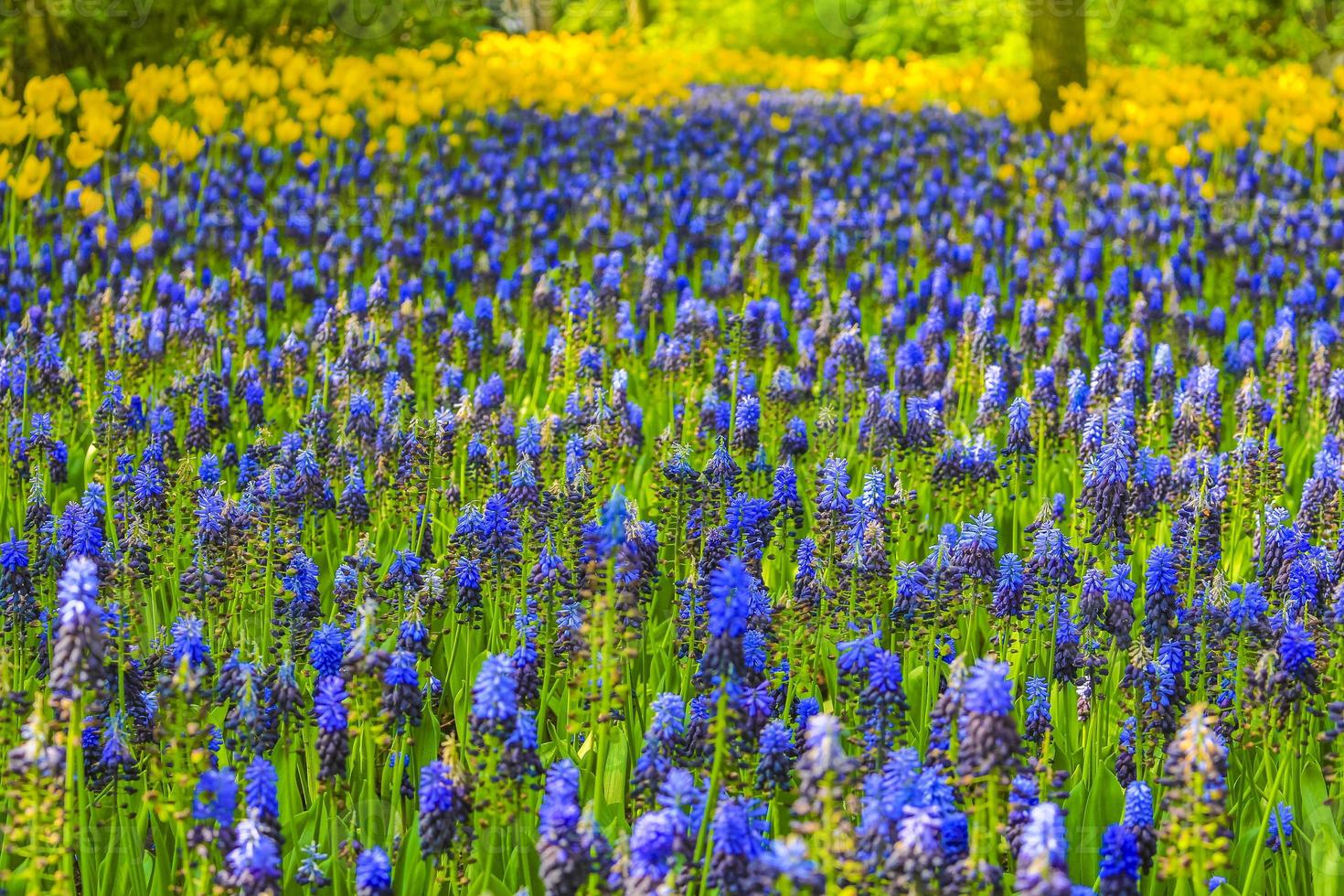 blå klockblommor druva hyacintgula tulpaner keukenhof nederländerna. foto