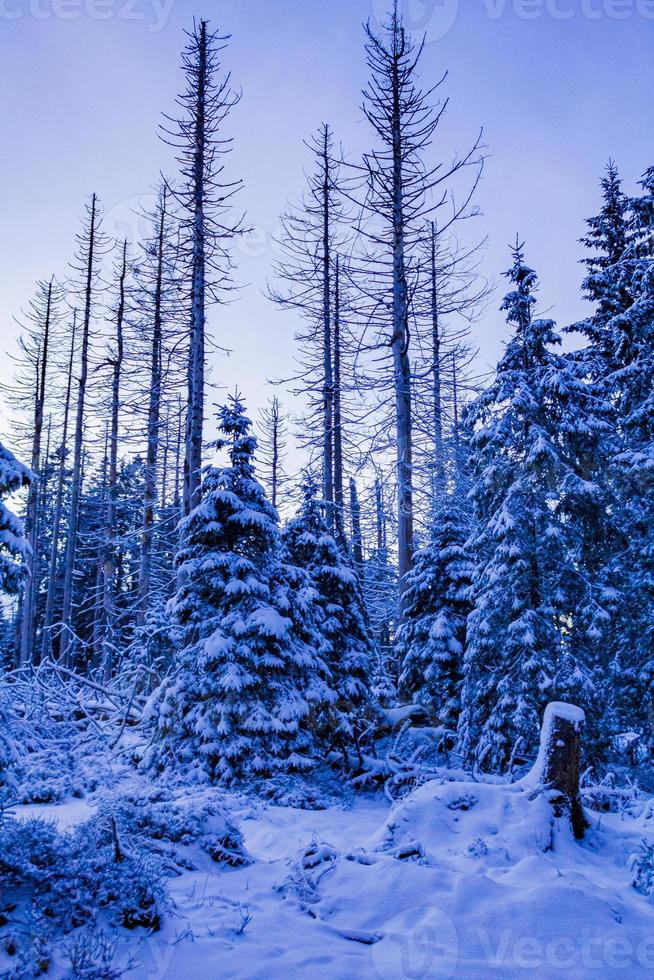 skogslandskap på natten iskalla granar brocken berg tyskland. foto