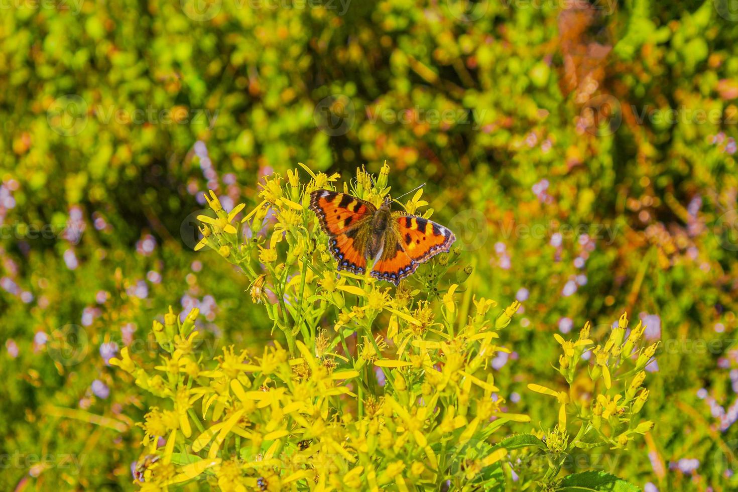 orange fjäril liten rävsköldpadda aglais urticae gula blommor foto