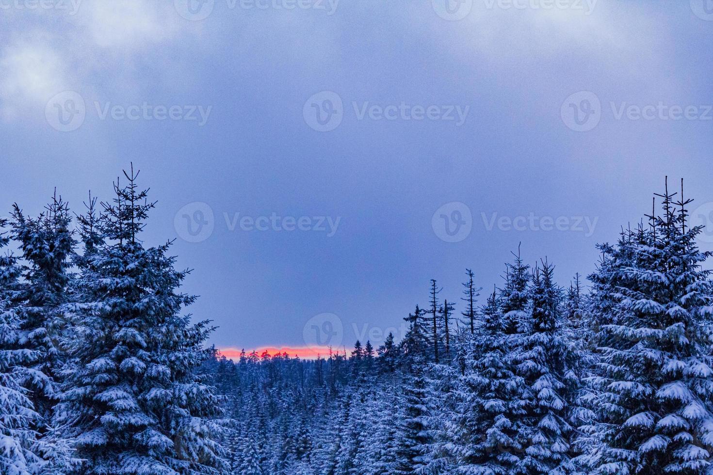 solnedgång skog landskap panorama isiga träd brocken berg tyskland. foto