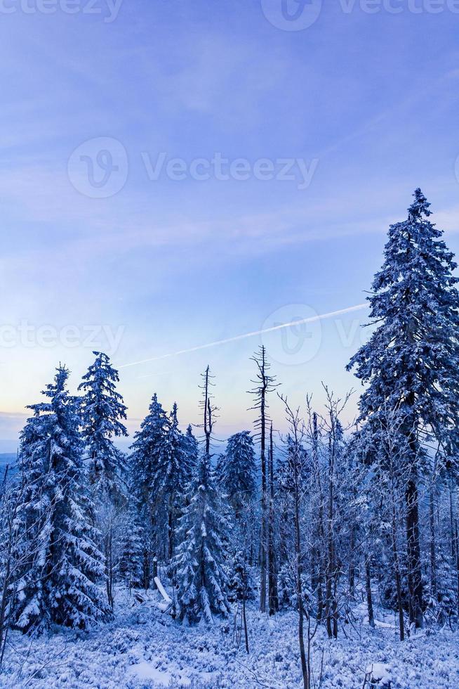 skogslandskap på natten iskalla granar brocken berg tyskland. foto