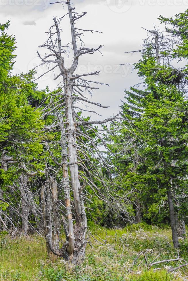 skog döda granar på brocken mountain peak harz tyskland foto