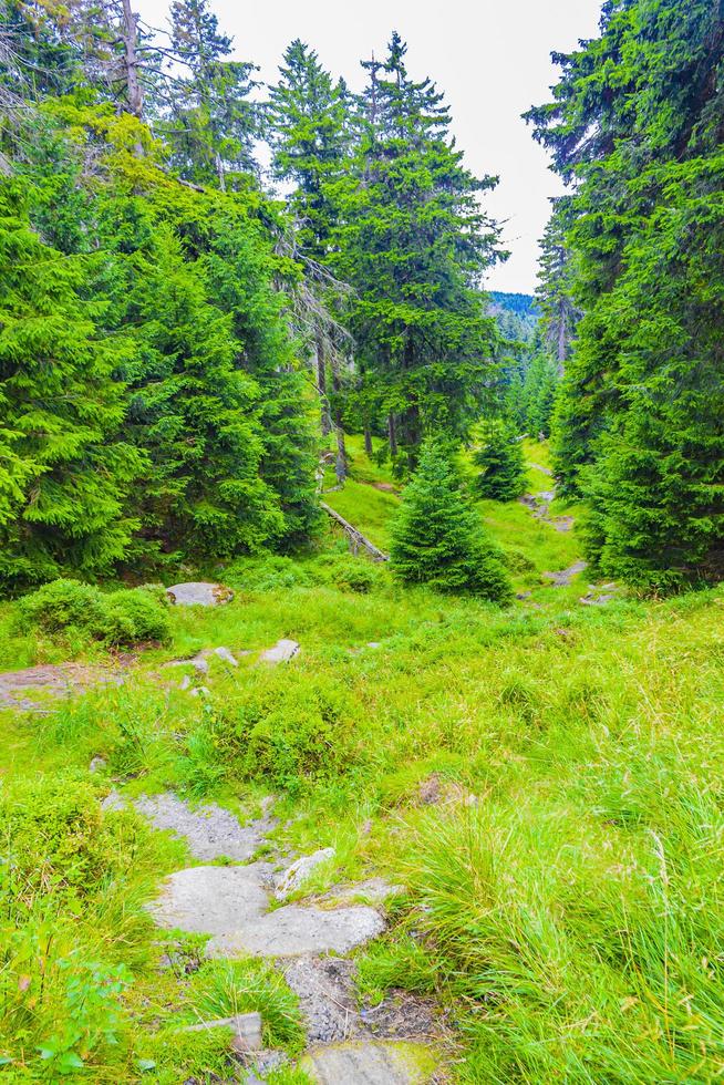 skog med granar vid brocken mountain peak harz tyskland foto