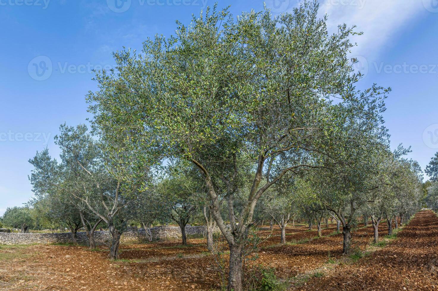 bild av en stor oliv lund i kroatien i sommar foto