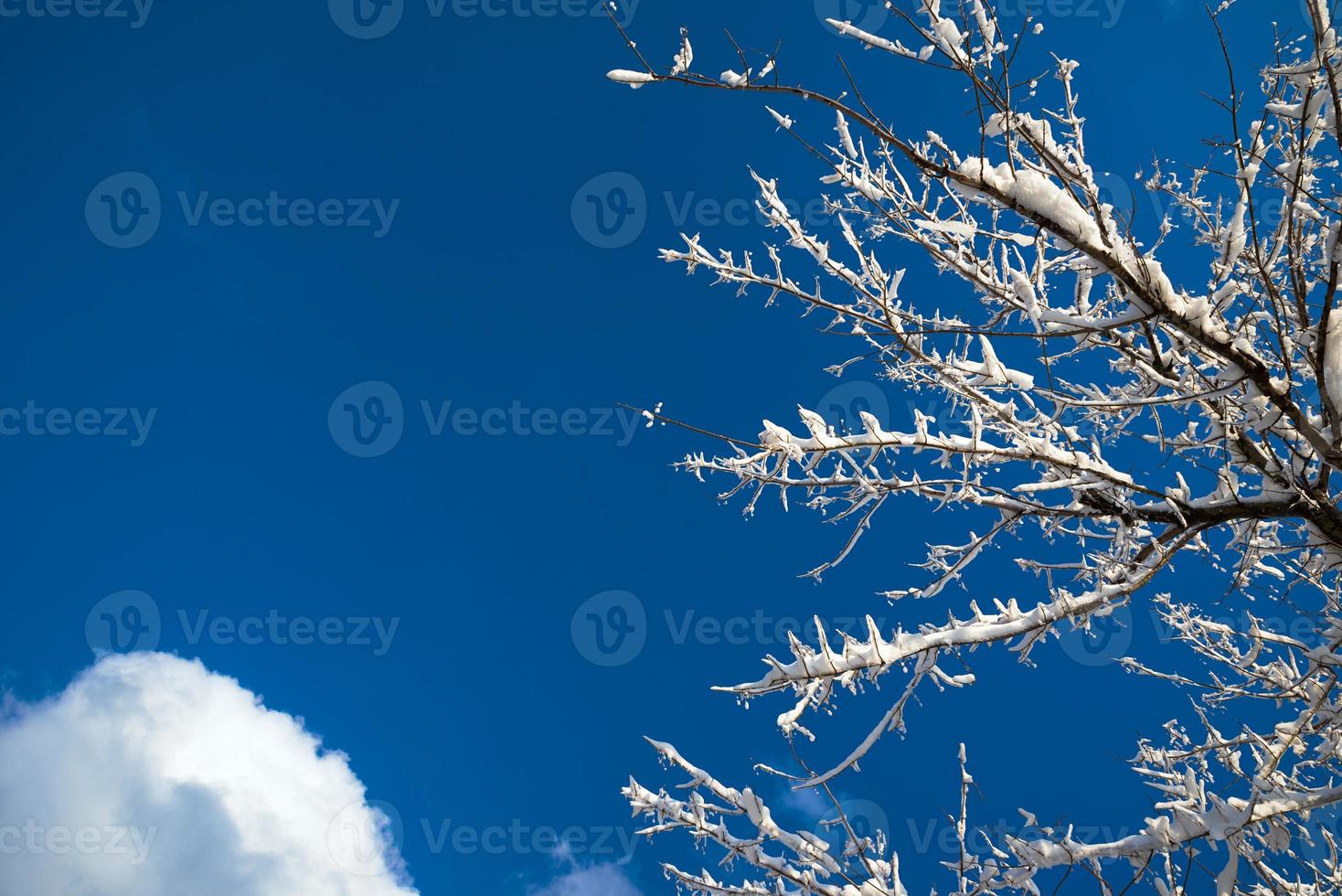 vinterträd på blå himmel med kopieringsutrymme foto