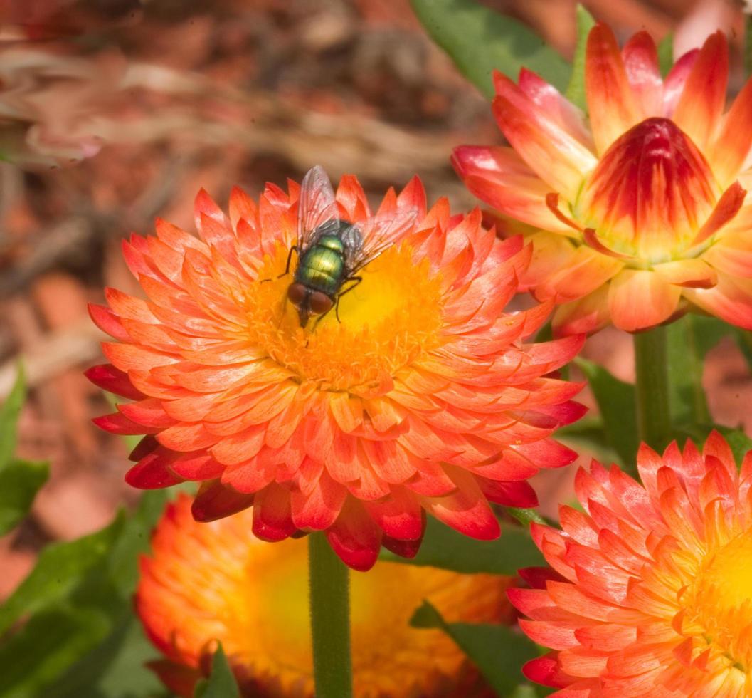 flyga på blomma foto