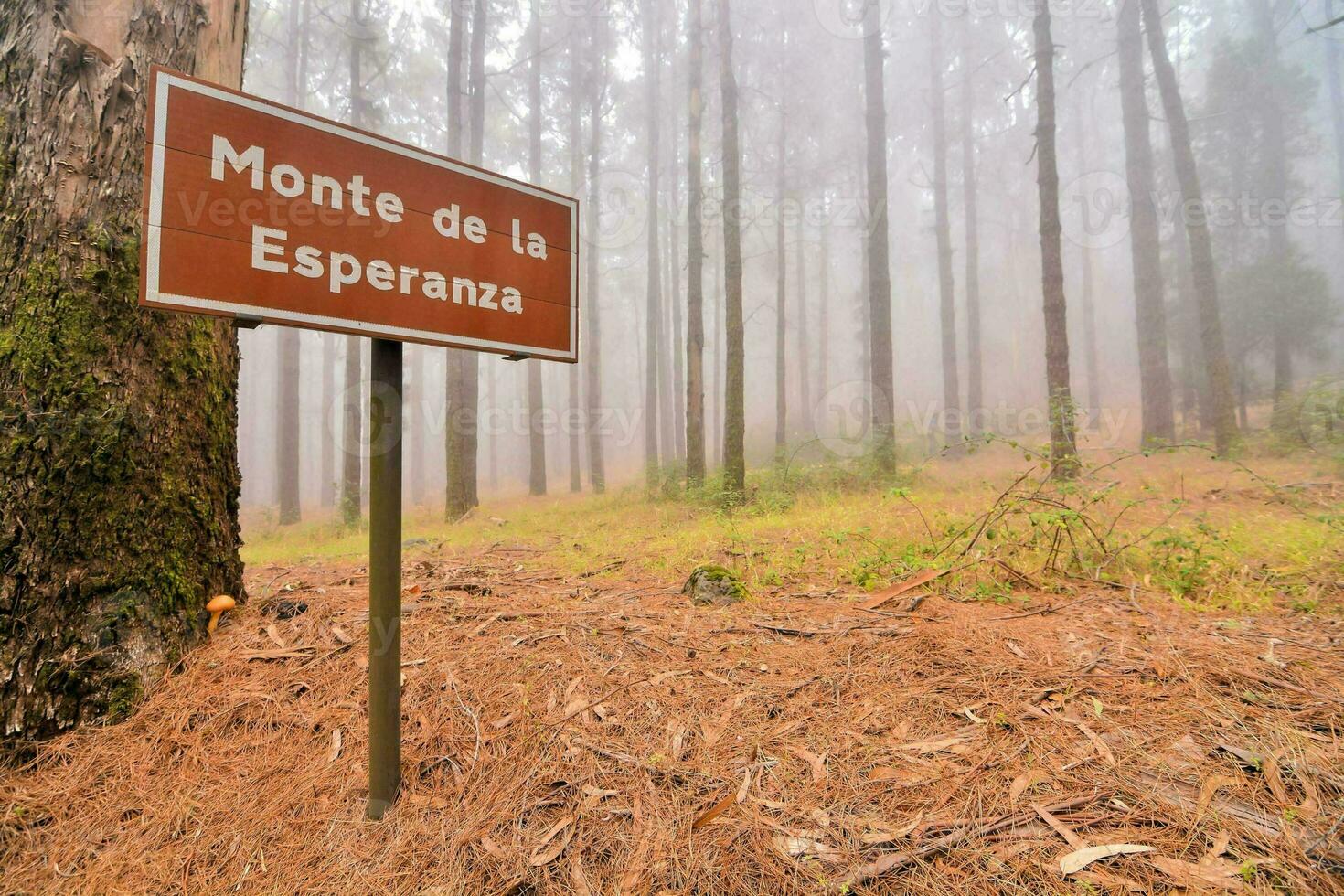 Monte de la espina tecken i de dimmig skog foto