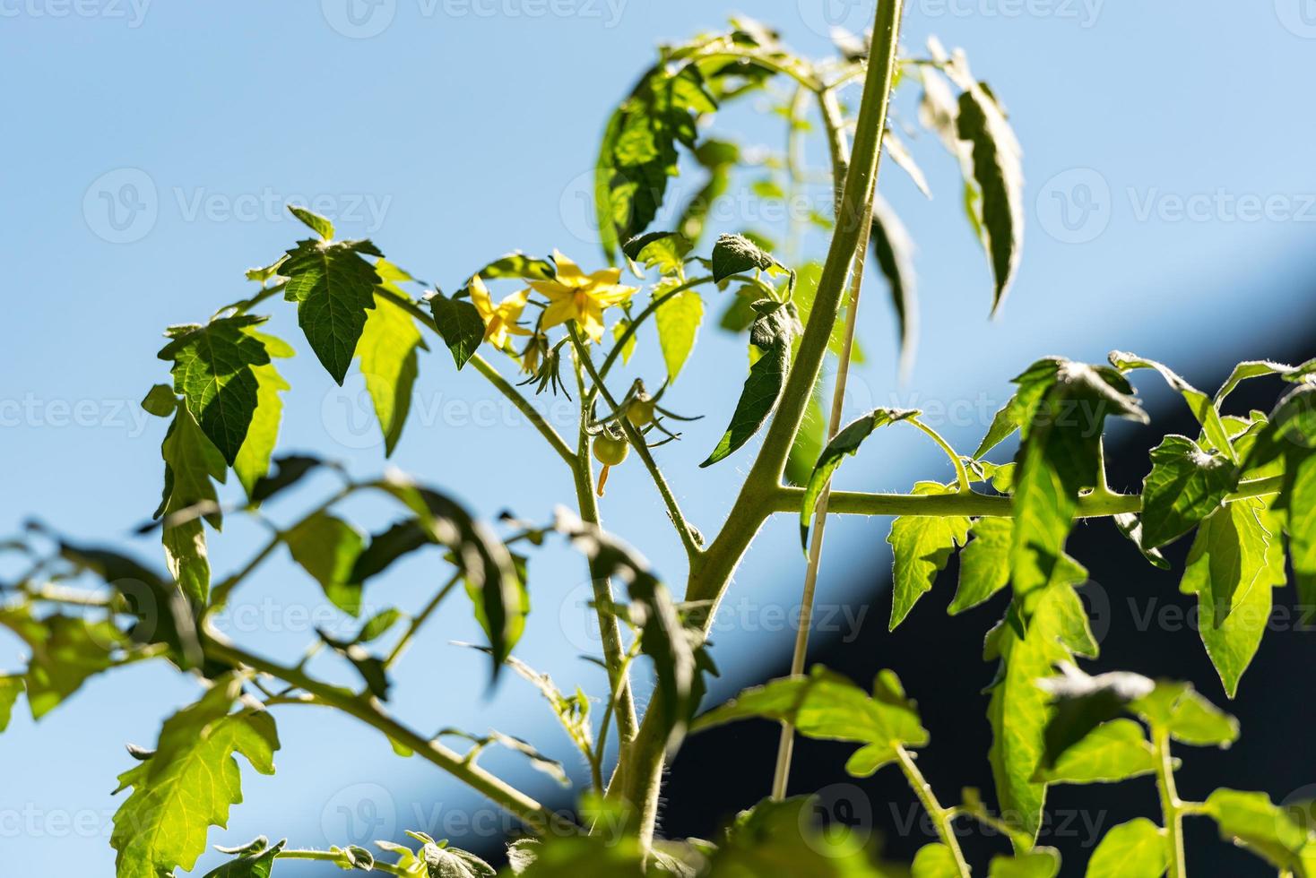 gröna tomater närbild makro foto