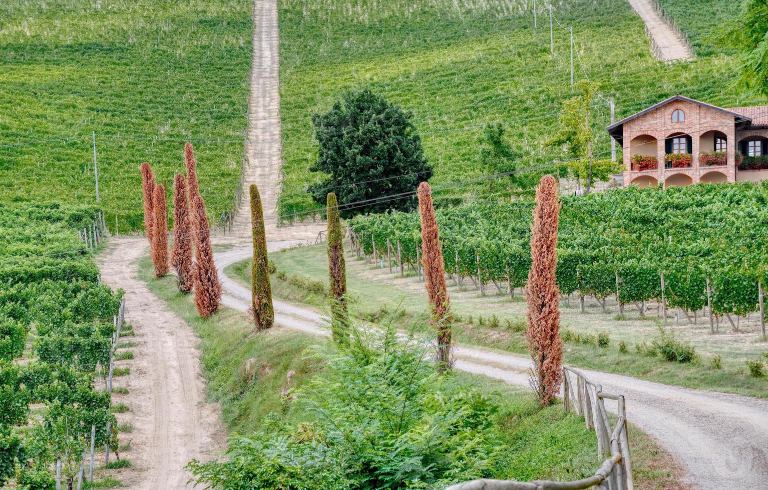 vingårdar i den kuperade regionen Langhe, norra Italien, UNESCO -plats. foto