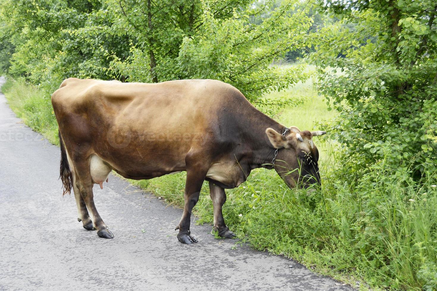 ko som betar på grön äng foto