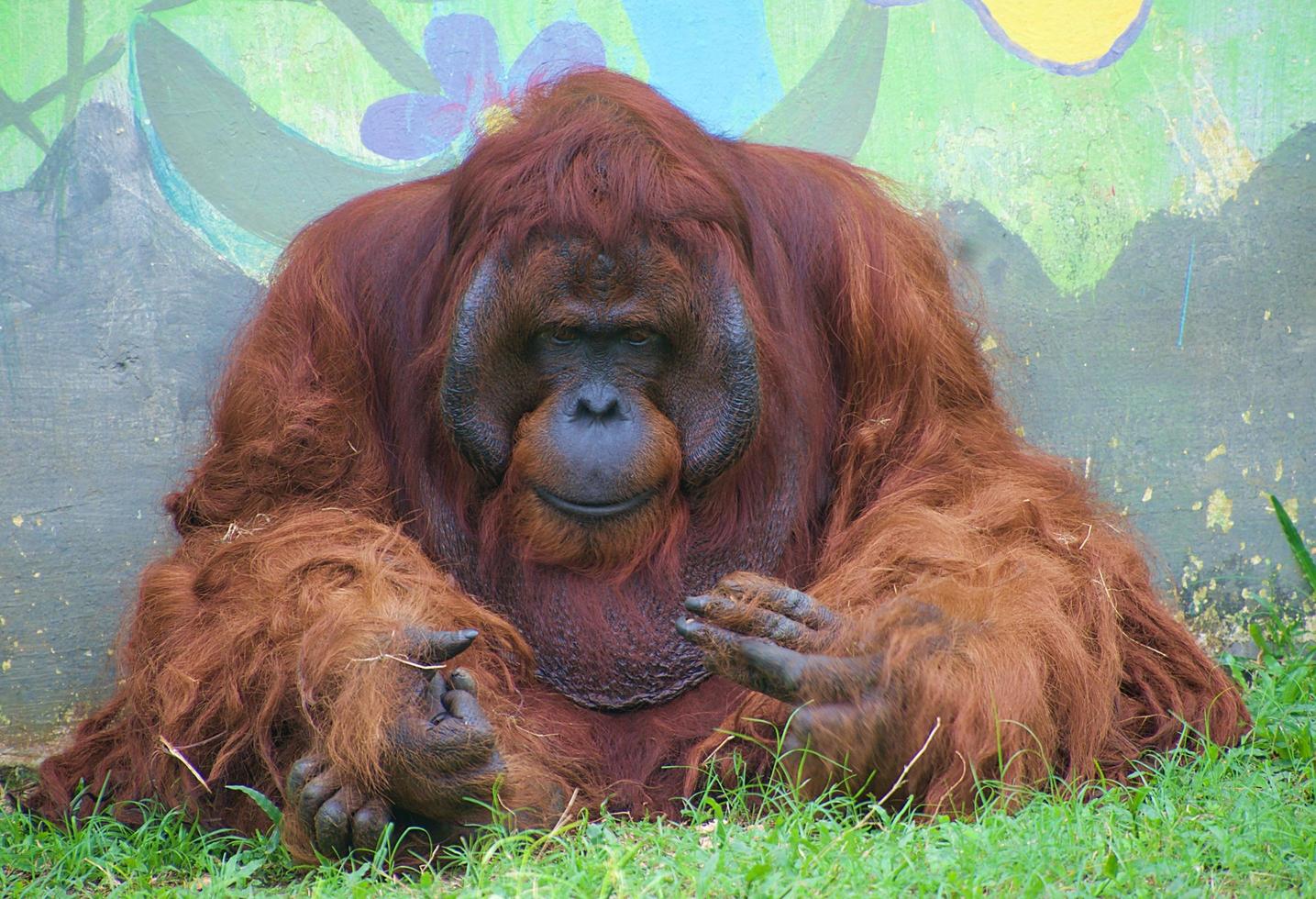 orangutang sitter och ser ledsen ut i en zoo foto