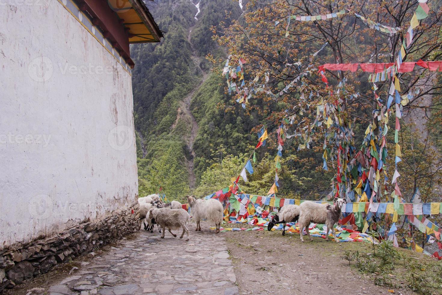 gamla husfår i meili snow mountain yunnan Kina foto