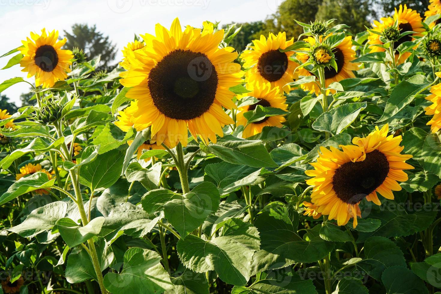 solrosväxter på ett fält foto