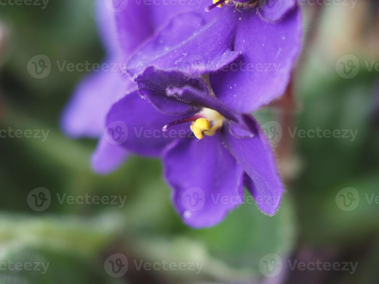 violett saintpaulia blomma foto