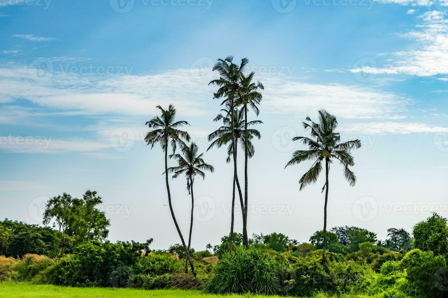 kokos träd palmer mot de blå himmel av Indien foto
