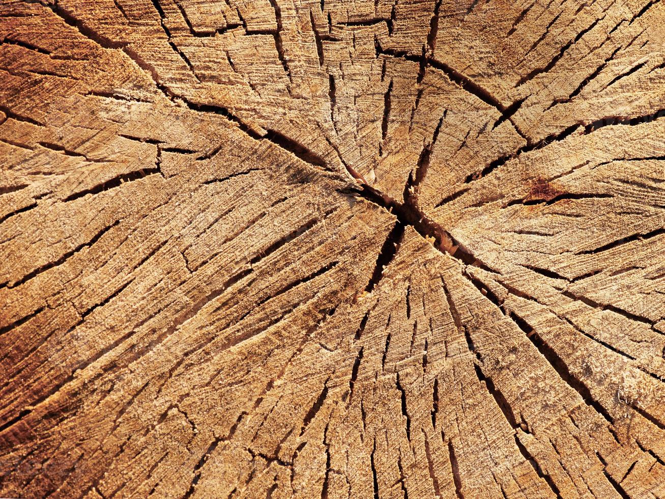 tvärsnitt av trädet. närbild träskuren textur. foto