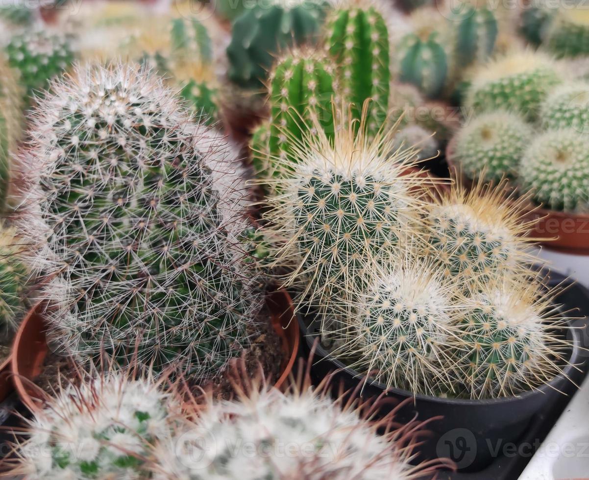 massor av taggiga kaktusar i blomkrukor foto