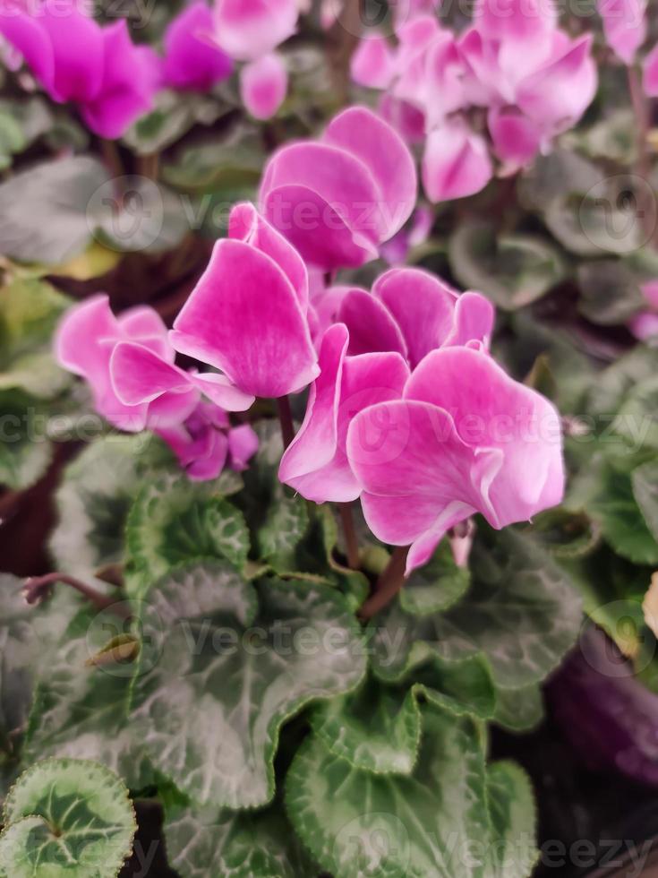 vackert blommande rosa hem cyklamen clouse-up foto