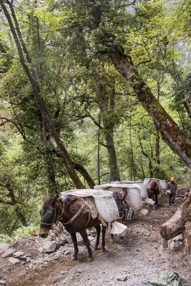 muldjur som bär tunga sandpåsar i shangri la yunnan Kina foto