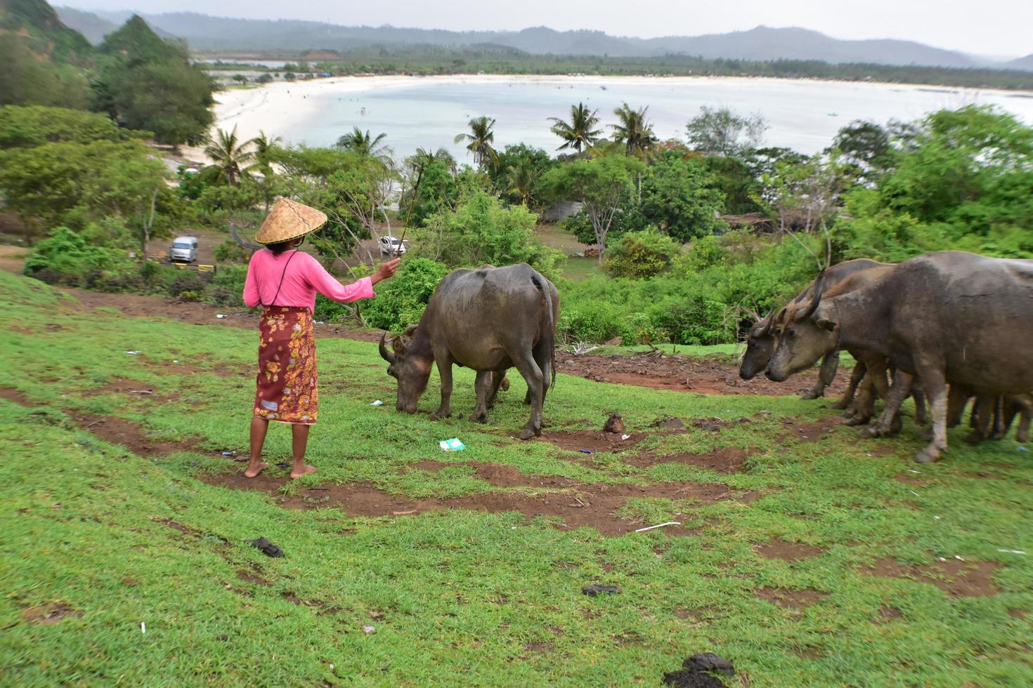 foto av koherd i Lombok, Indonesien