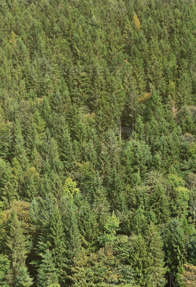 textur av en berg skog med många grön träd. se från hög foto