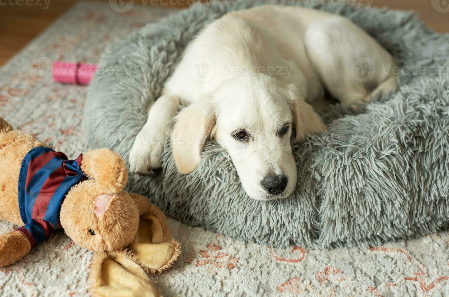 en valp av en gyllene retriever är vilar i en hund säng. foto