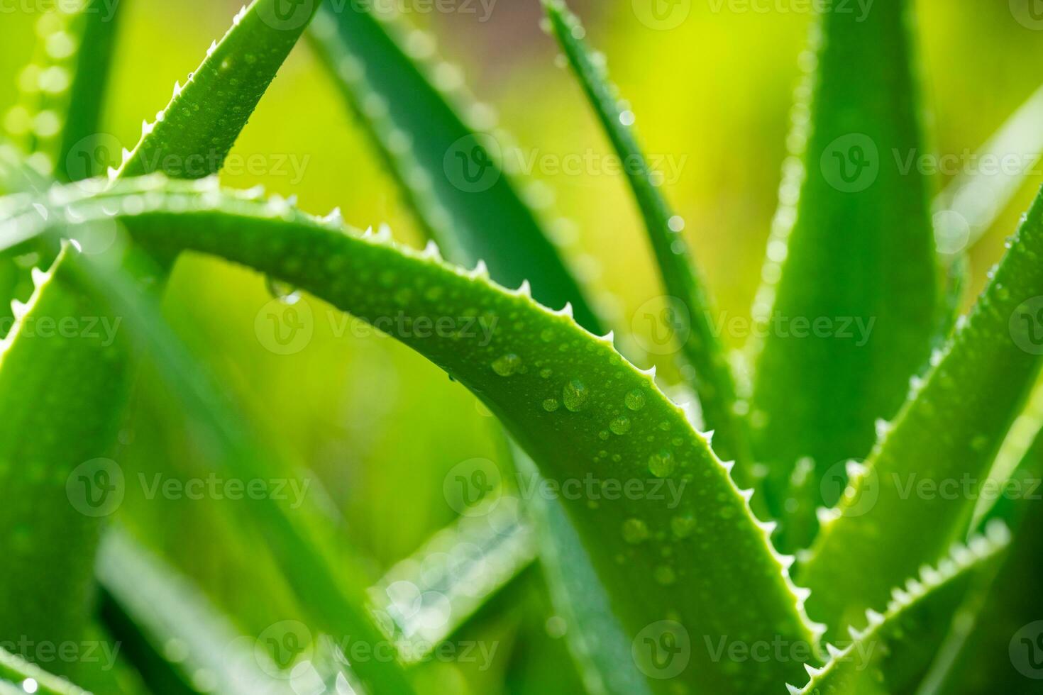 aloe vera växt stänga upp foto