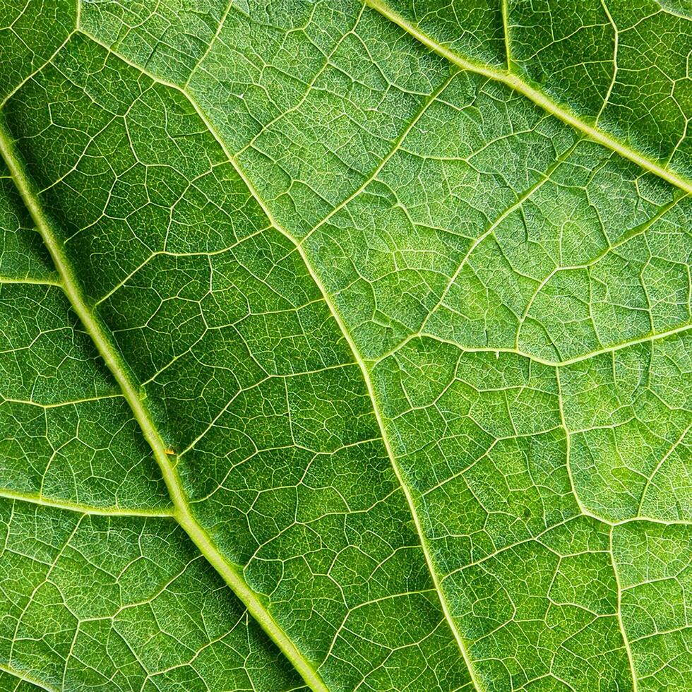 grönt blad textur bakgrund foto