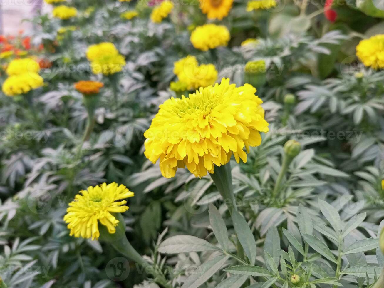 ringblomma blommor blomning i en trädgård på grön bakgrund foto