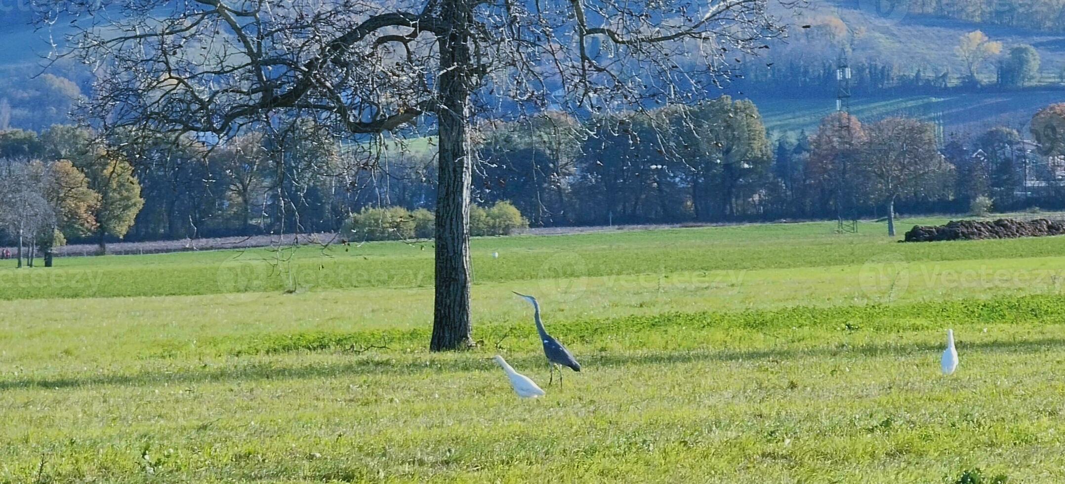 nötkreatur egrets i kultiverad grön fält. hög kvalitet Foto