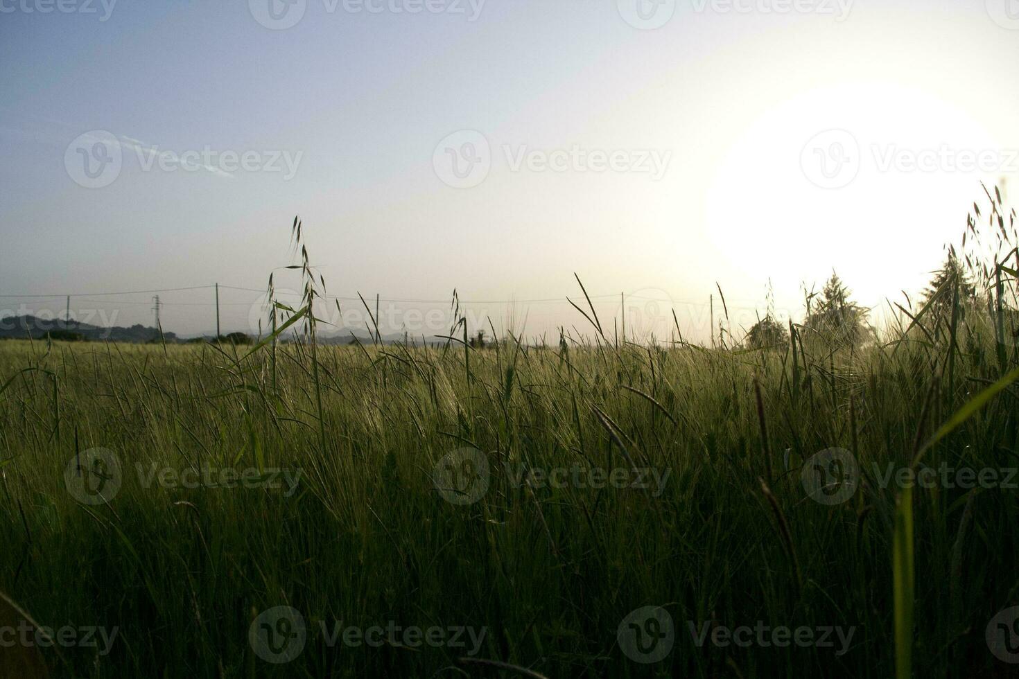 solnedgång med lång gräs i silhuett. hög kvalitet Foto