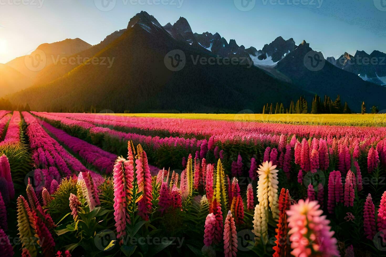 en fält av rosa blommor och bergen på solnedgång. ai-genererad foto