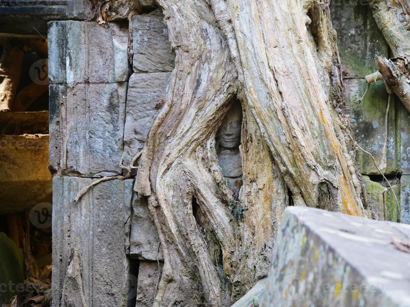 sten carving ansikte snedvriden av trädrot vid ta prohm tempel, siem skörd foto