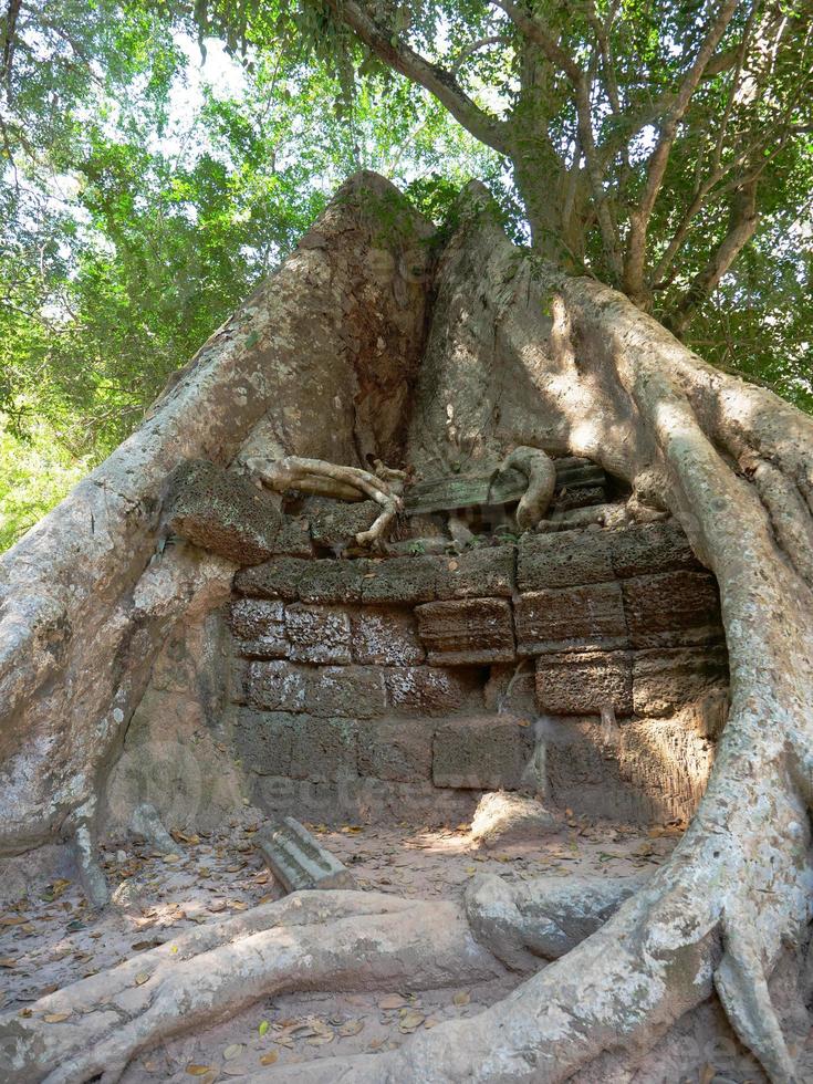 trädrot och stenmur på ta prohm tempel, siem skördar Kambodja. foto