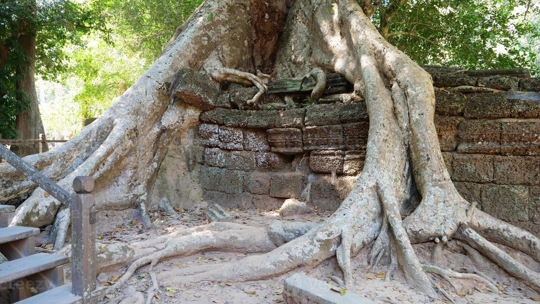 trädrot och stenmur på ta prohm tempel, siem skördar Kambodja. foto