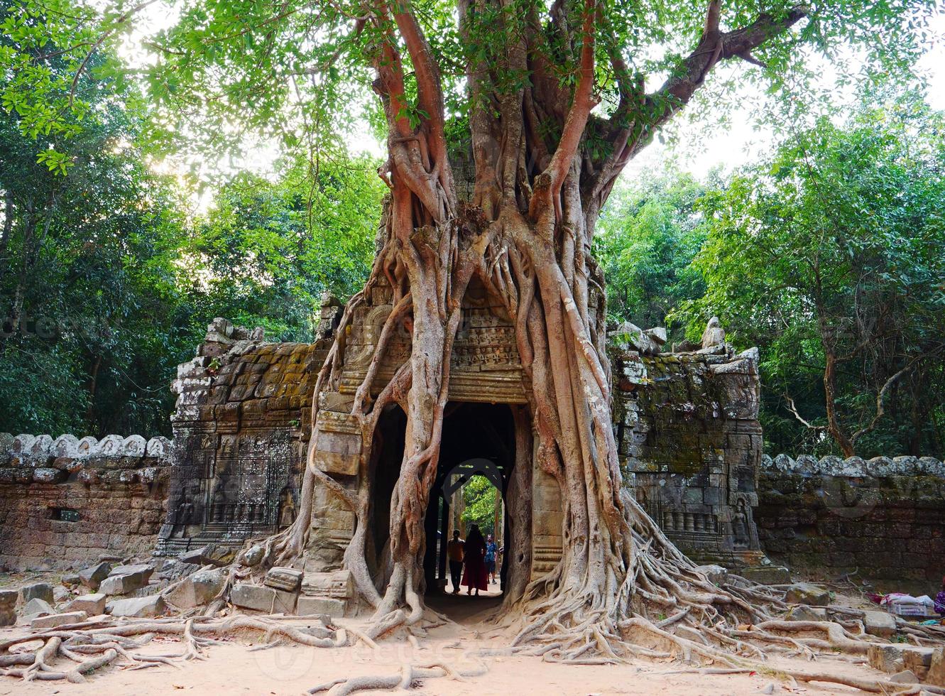 ta som tempel, siem skördar Kambodja. dörrport djungelträd antennerötter foto