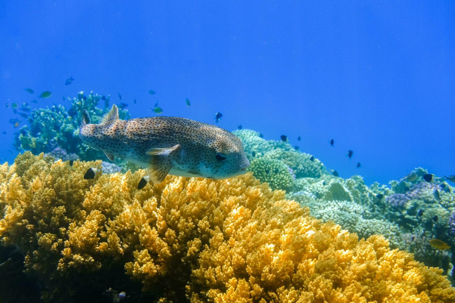enorm piggsvinsfisk svävande över skön koraller i blå vatten i egypten foto