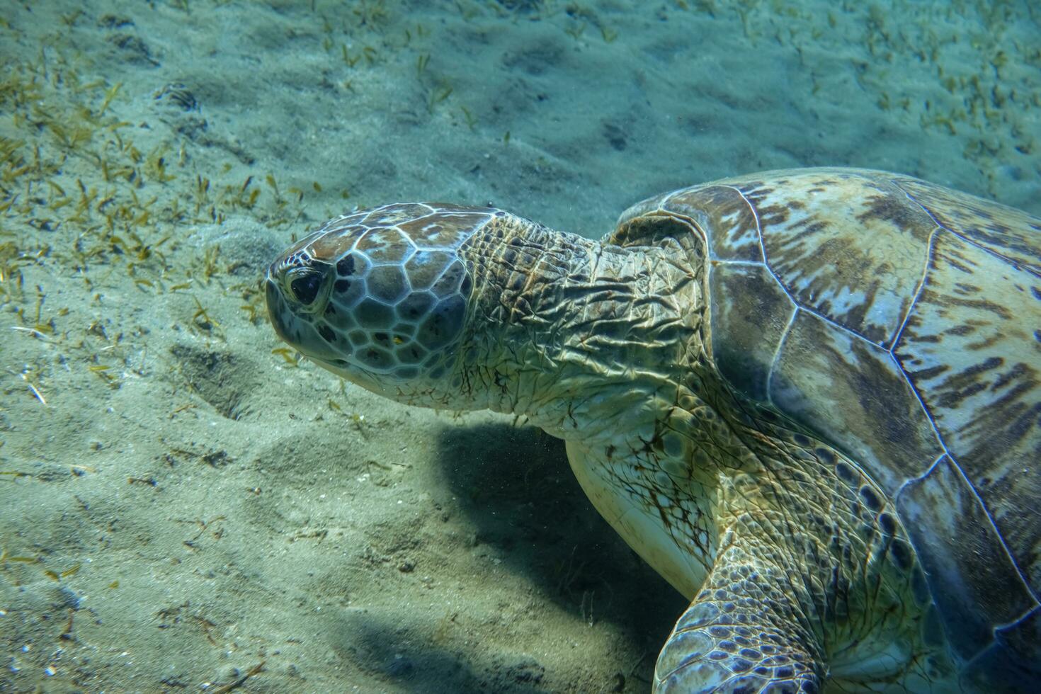 hökfågel sköldpadda äter havsgräs på de botten från de hav i egypten detalj foto