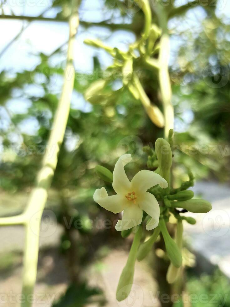 stänga upp Foto av papaya blomma