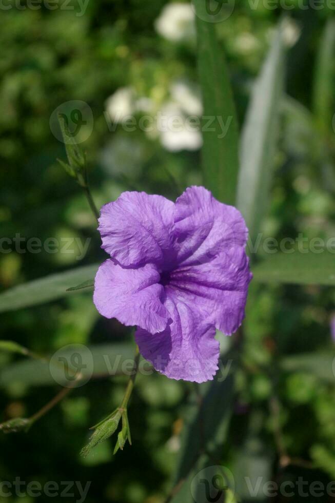 ruellia tuberosa blommor också känd som minnieroot, feber rot, lejongap rot och får potatis foto